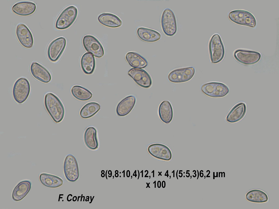 Agrocybe aegerita (Cyclocybe aegerita)